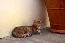 Gatto