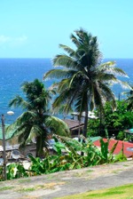Palms