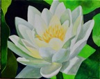 Web Site - 102 - White Water Lily.jpg