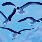 Web Site - 124 - Flying Seagulls.jpg